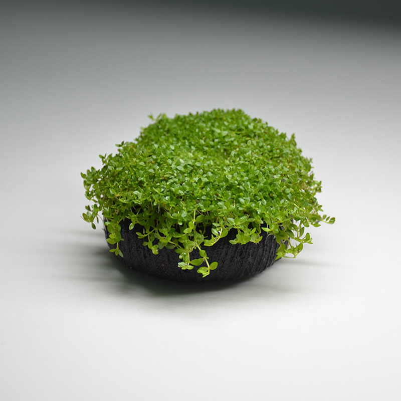 矮珍珠新号开播福利水草鱼缸造景