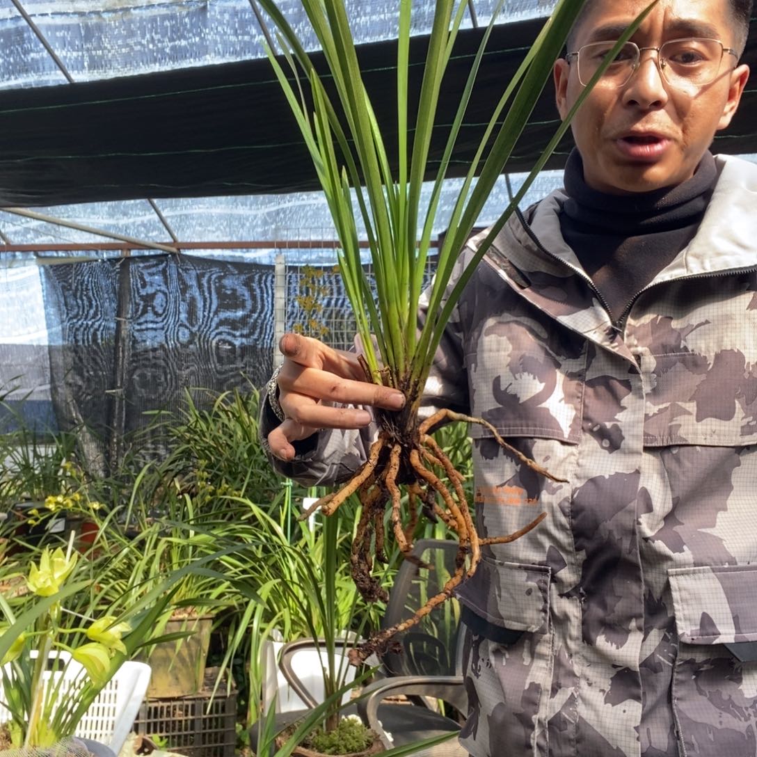 白***恤完全开放5棕根大雪兰