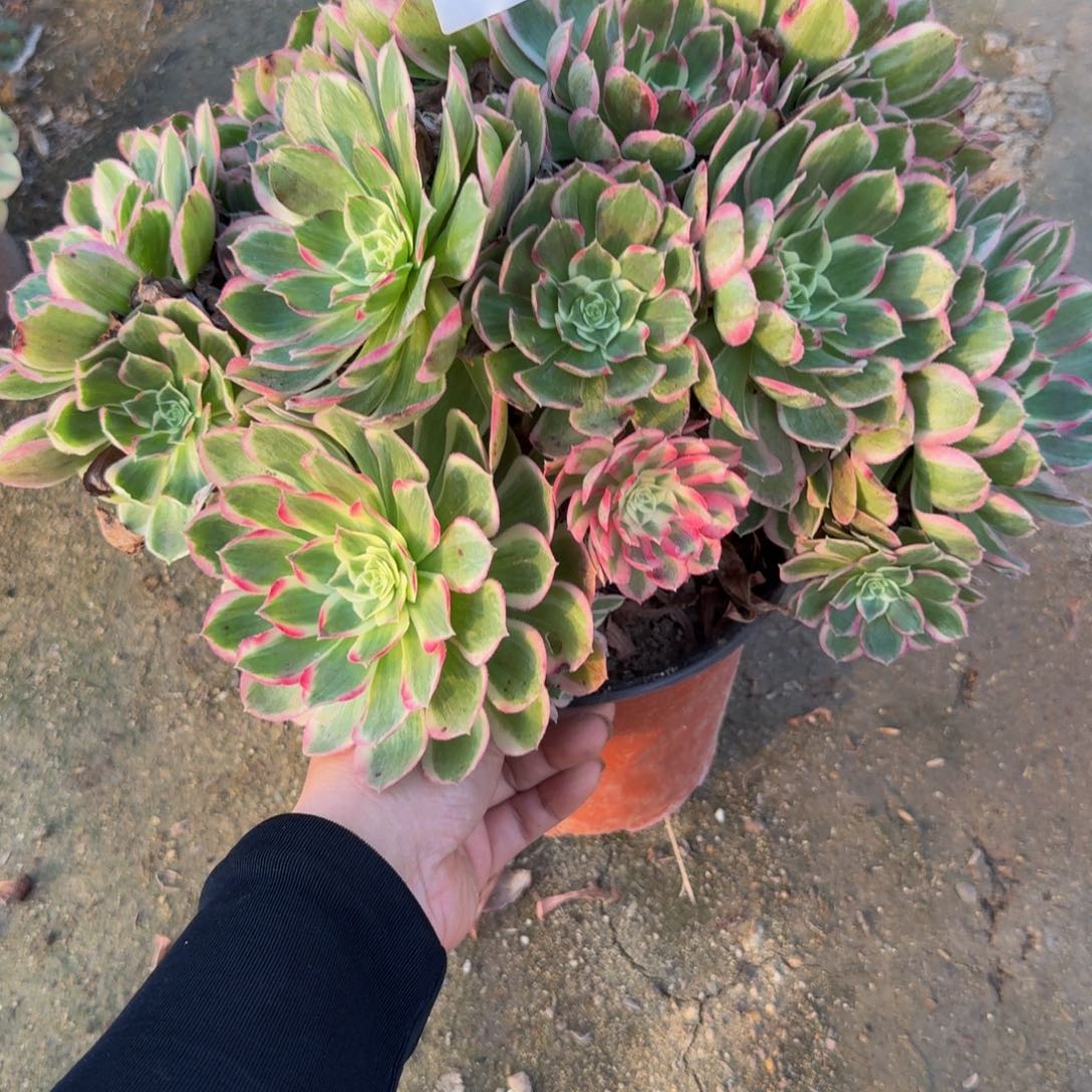 146孔雀翎 多肉植物