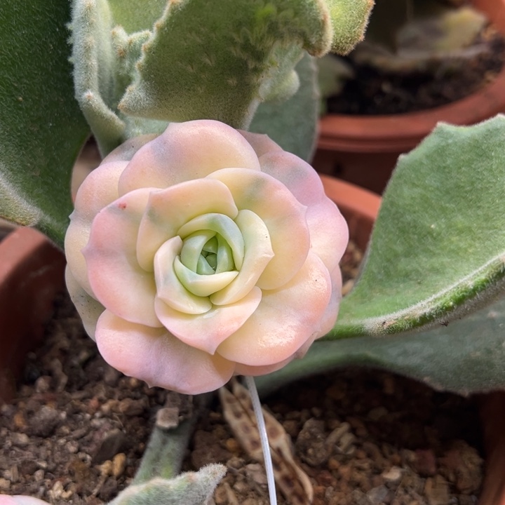 可爱玫瑰锦 夏鸣园艺