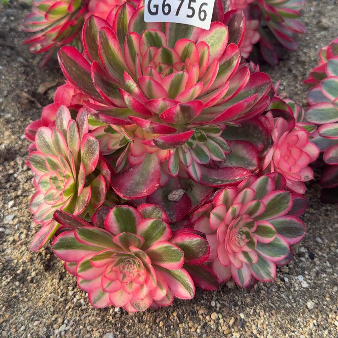 6756荔枝。多肉植物