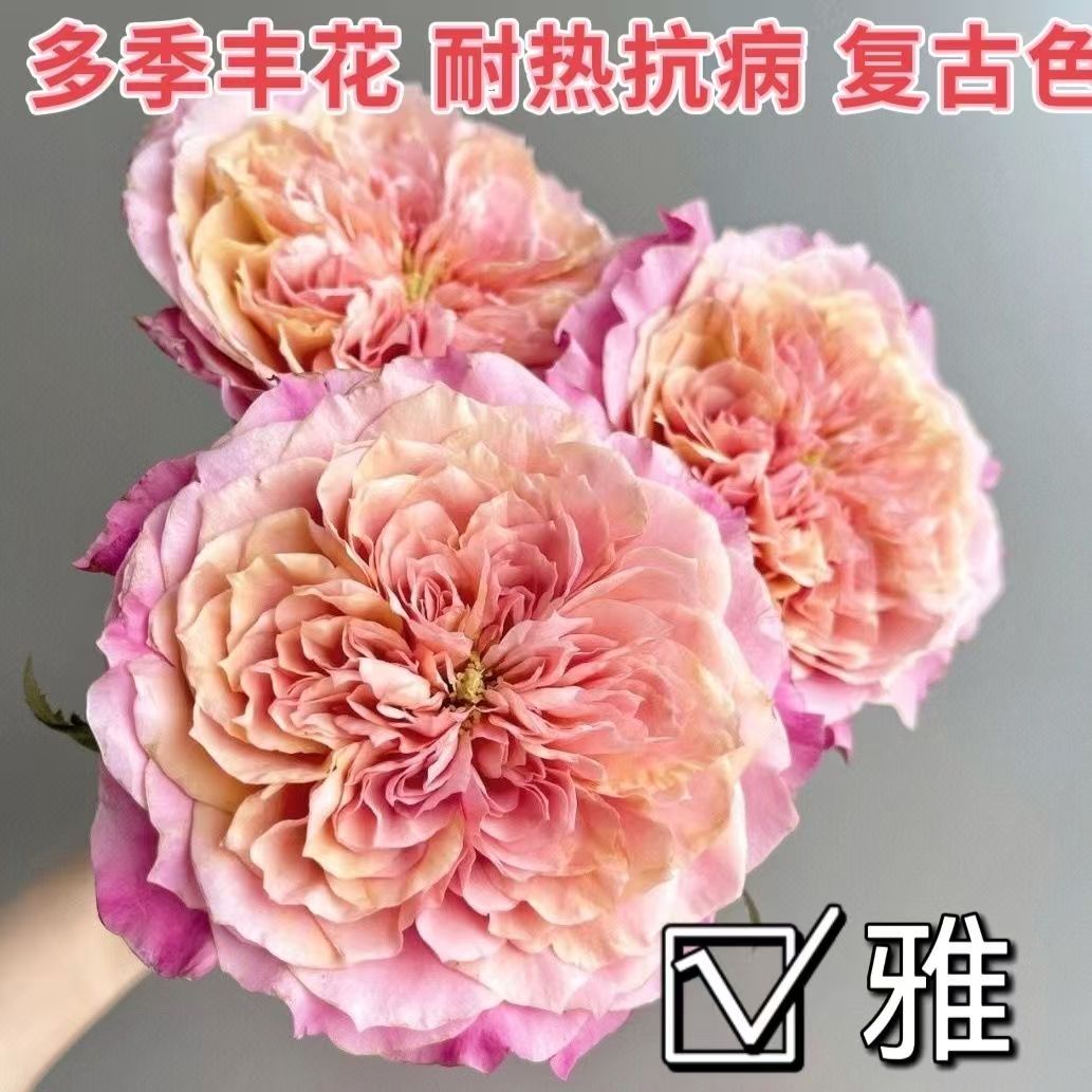 【雅独颗】阳台庭院好养护抗病性强花卉绿植月季盆栽