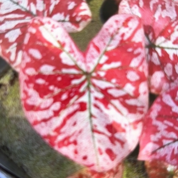 平***洋667-0214猩红玛丽彩叶芋泰国发货（8寸盆