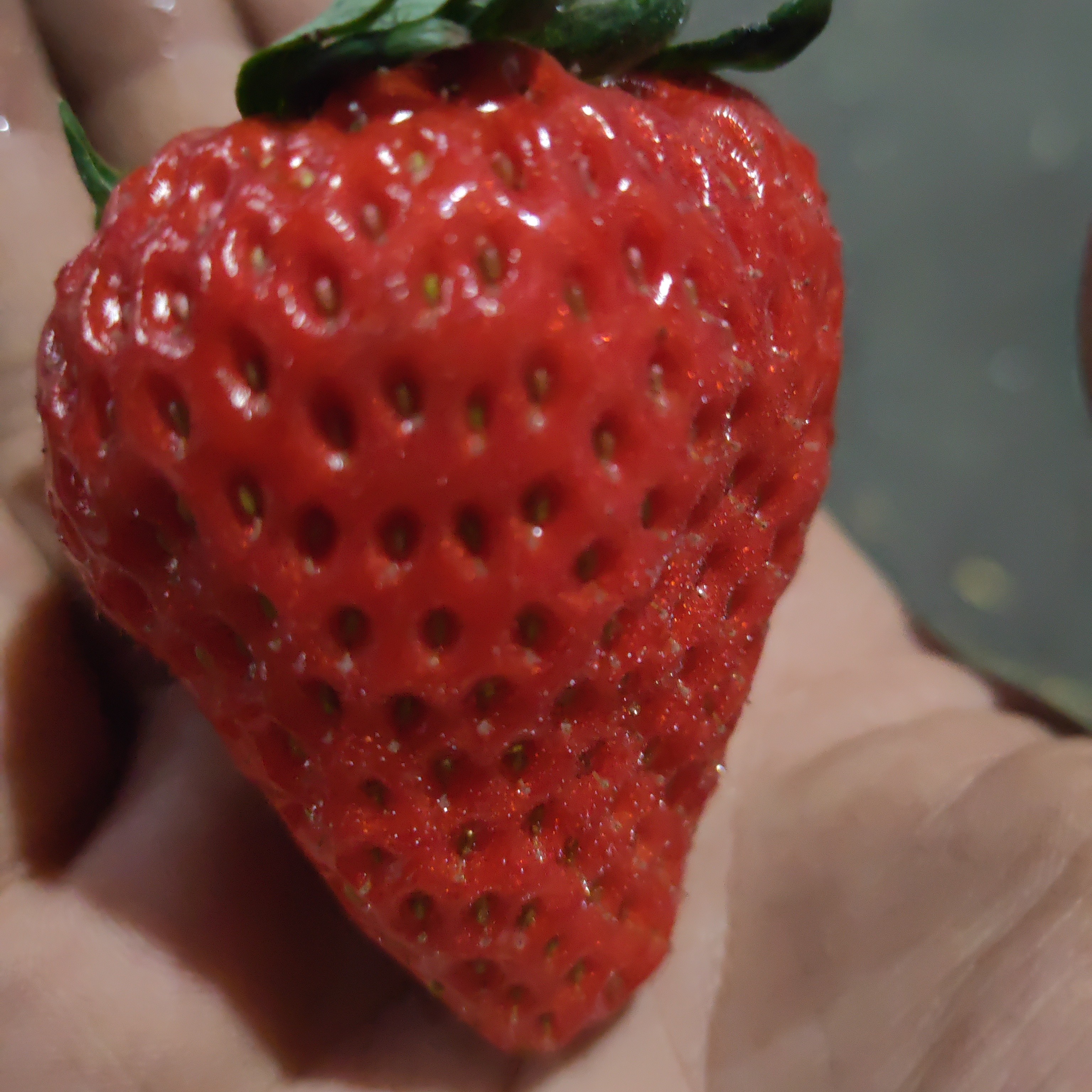 红颜九九奶油草莓口感醇厚现采现发（中果12克到18克）一斤尝鲜装