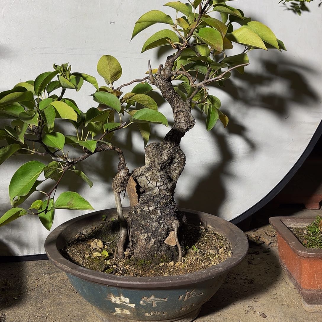 完全开放糖梨盆景造型盆栽花卉