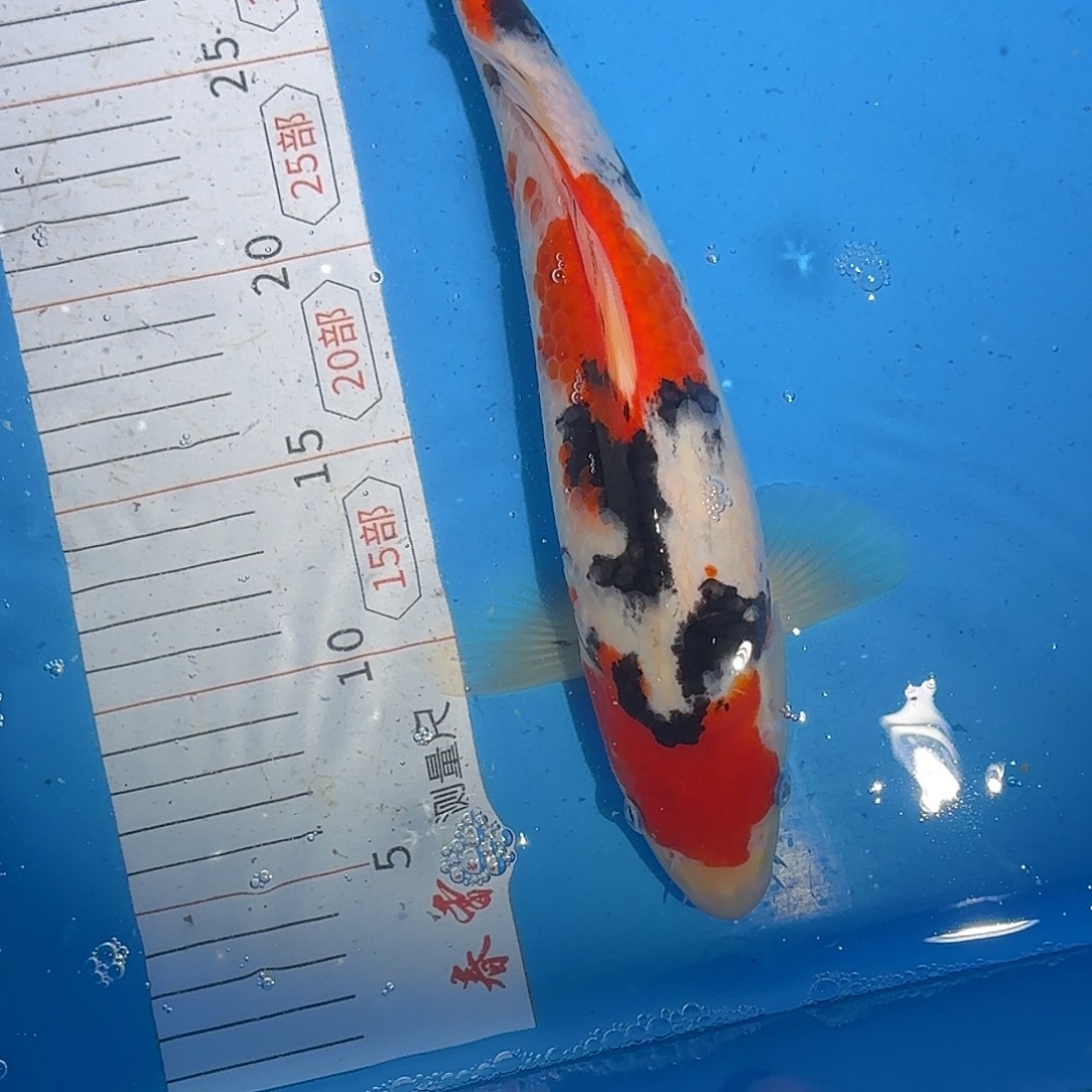 锦鲤30厘米大正公母不明