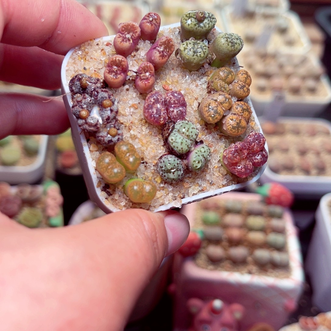 223号带盆盆包邮发货