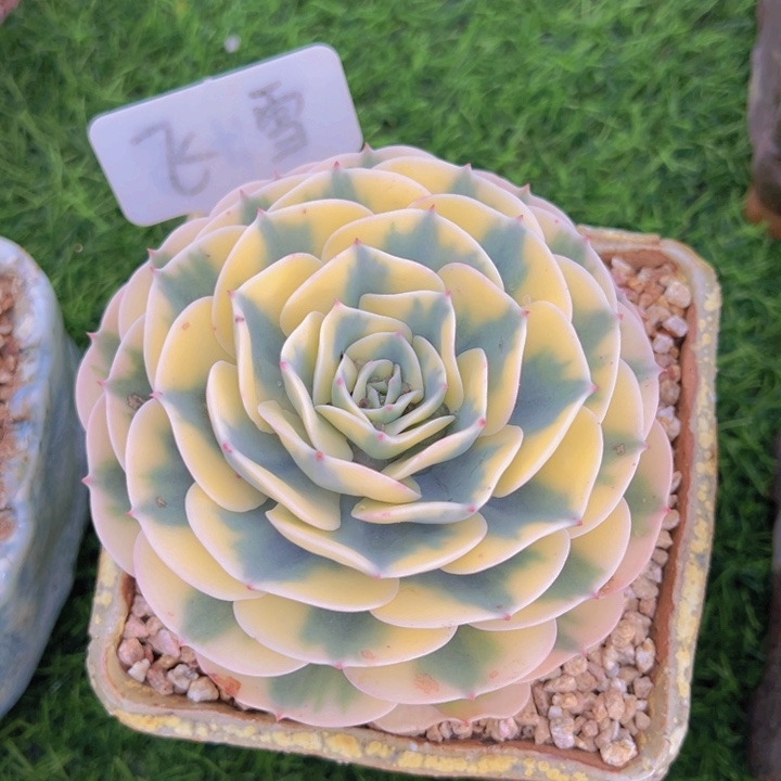 健健康康平平安安多肉