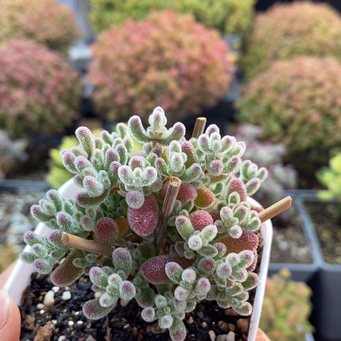 末***落实生冰晶2933枝干番杏