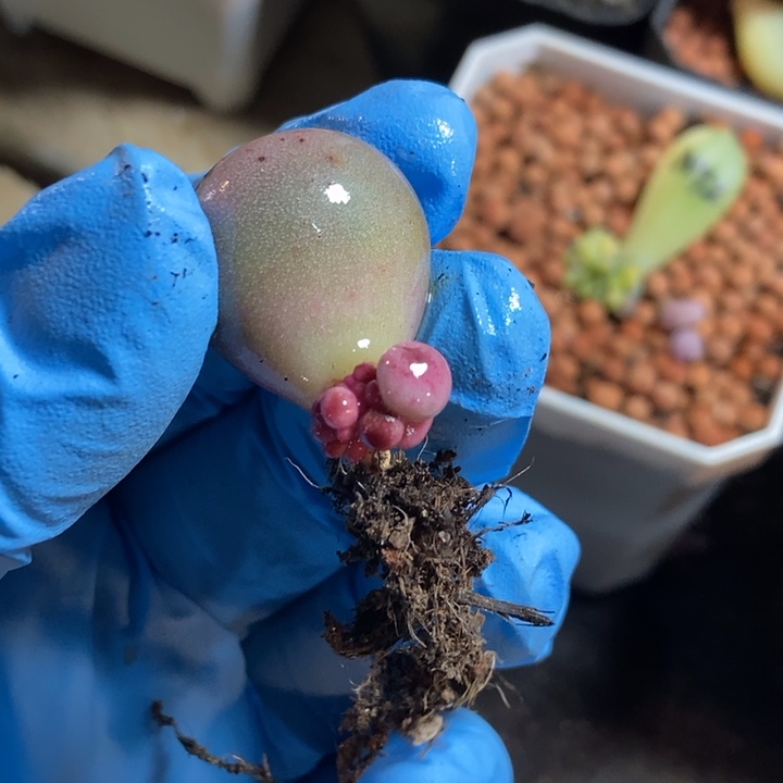 沫米可奶酪锦多肉植物