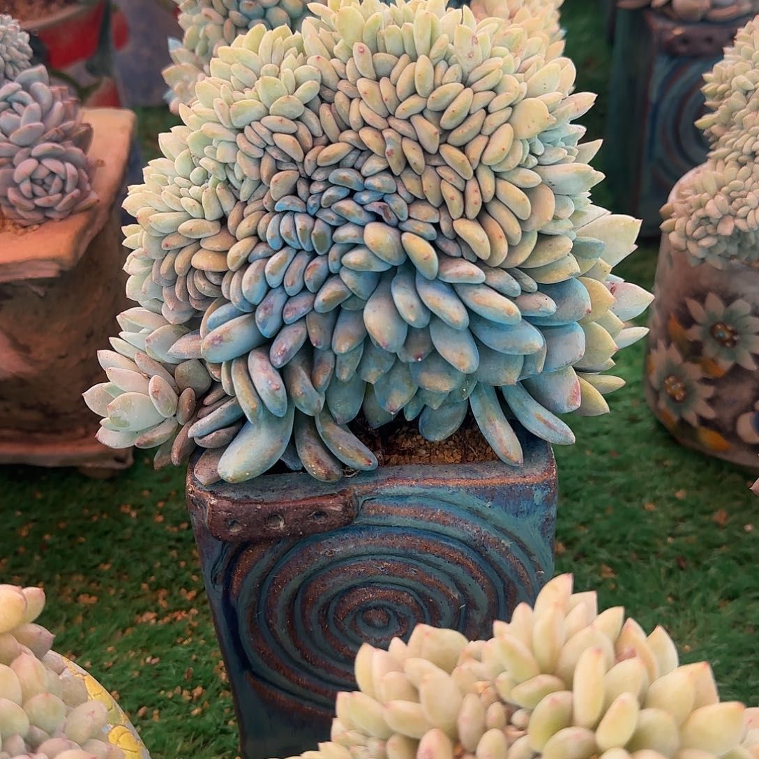星影树缀无砍多肉