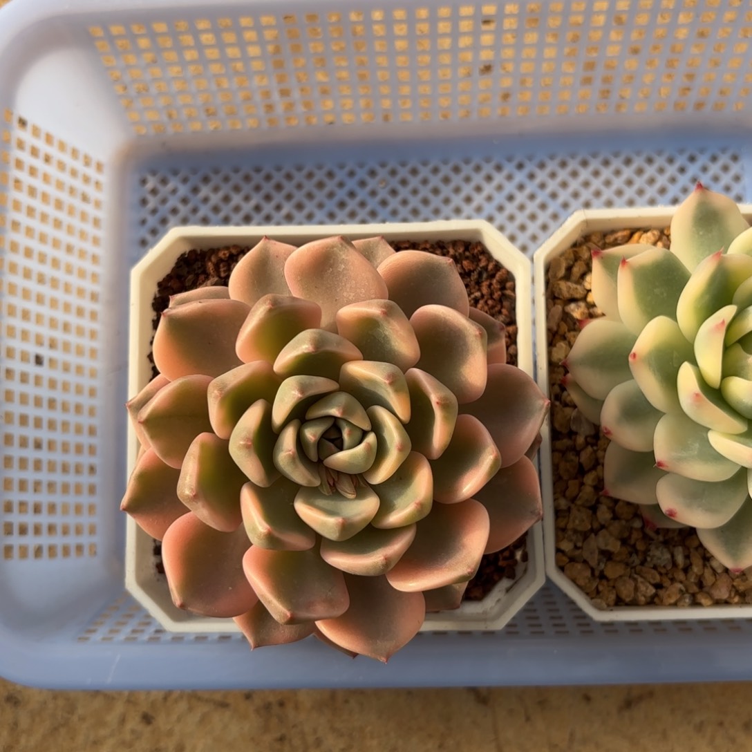 红粉佳人锦一物一拍