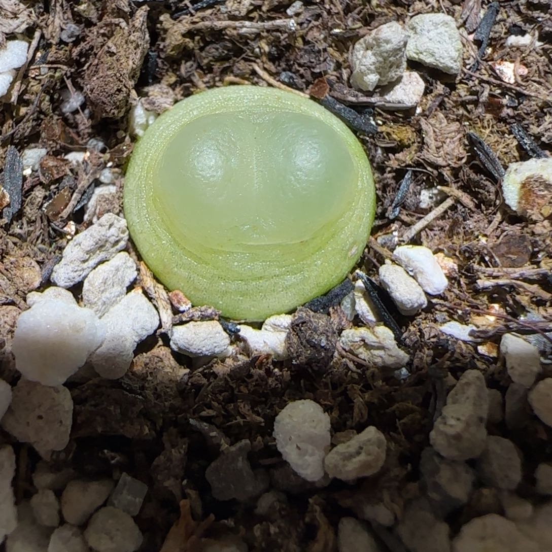 肉锥多肉植物百科-日式拉登有疤867