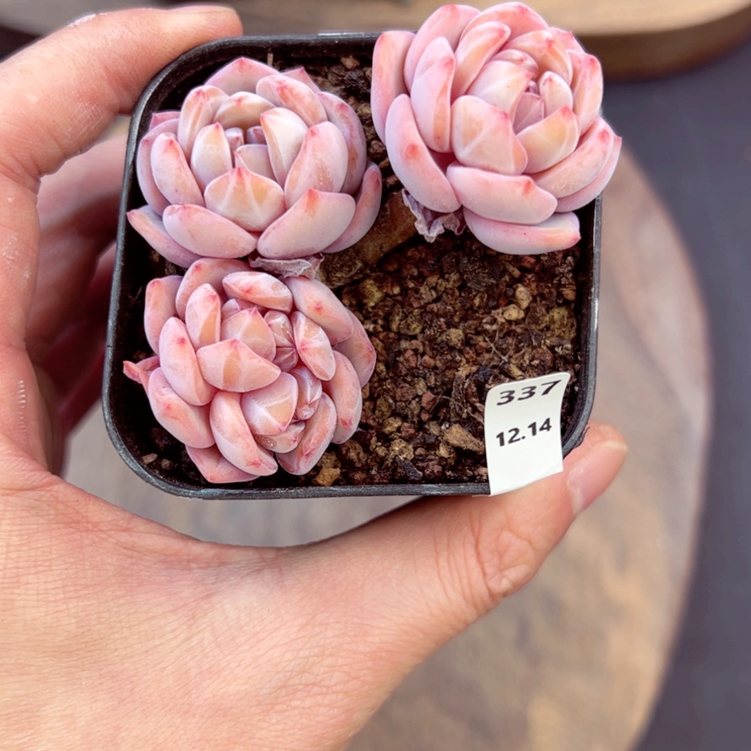 好好看337、哈哈哈哈哈