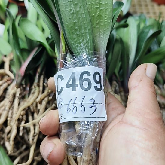 用***狼完全开放7777777777