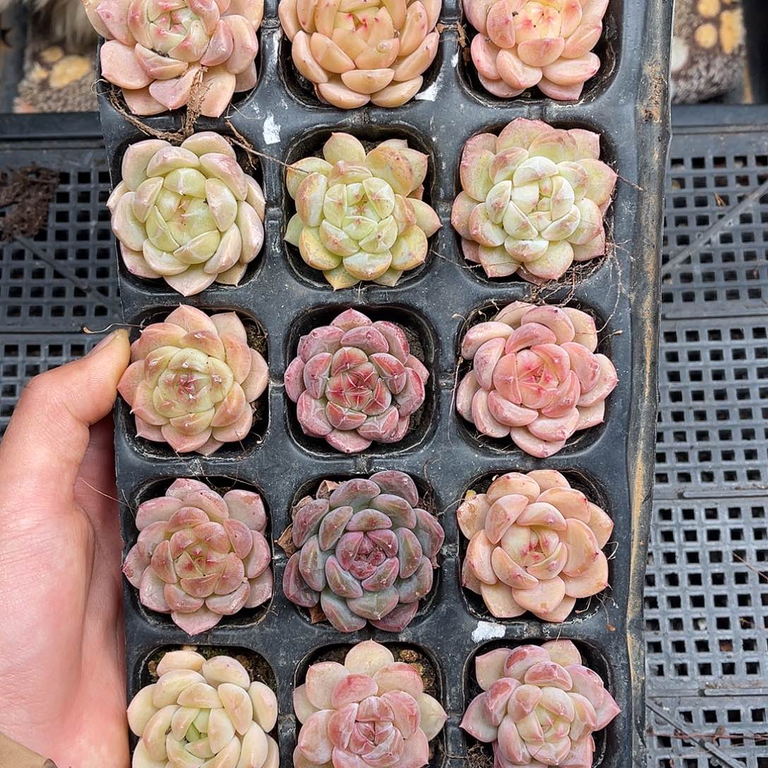 多肉一物一拍29-22