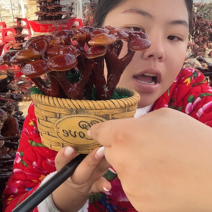 无花朵灵芝花开了