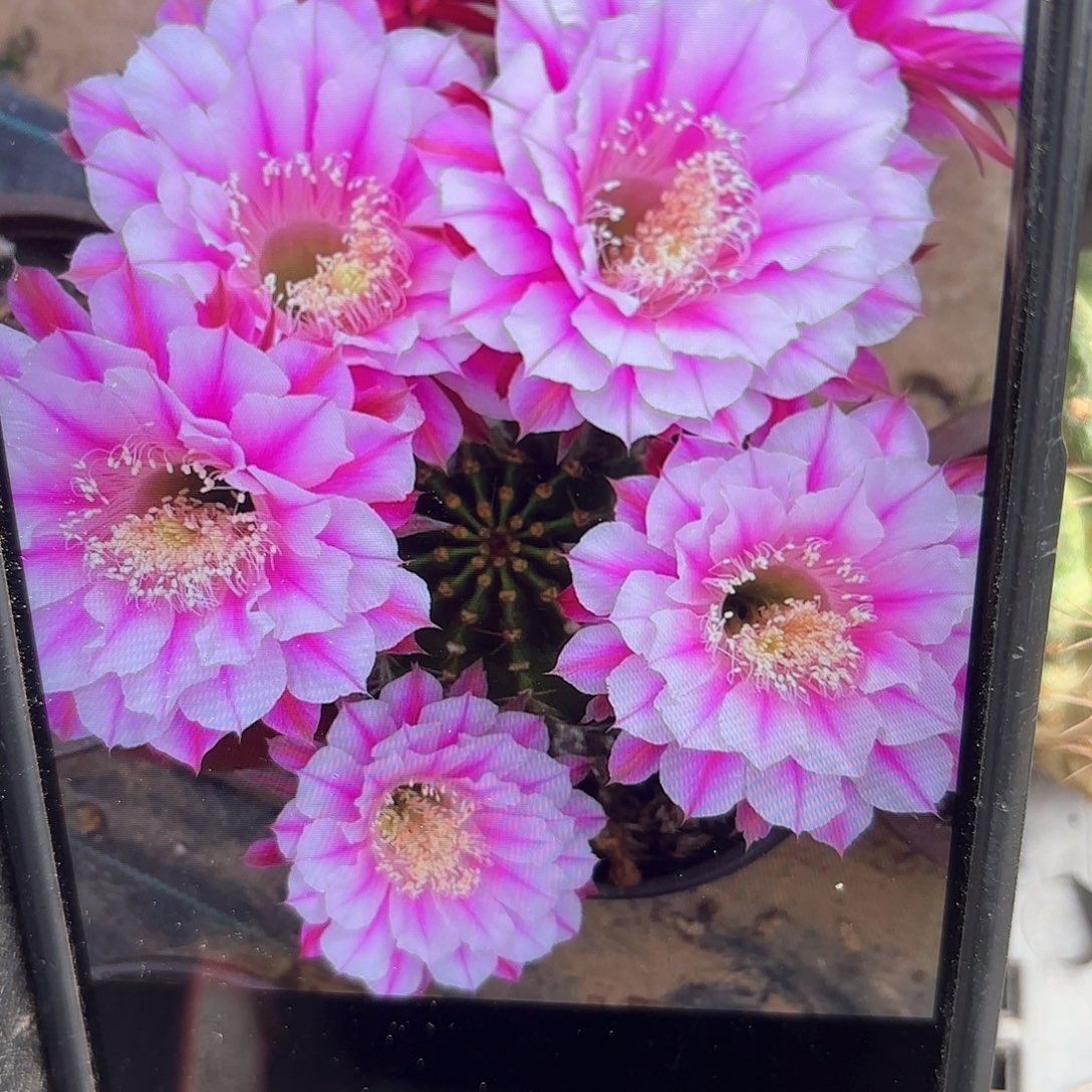 银河系彩侧牙仙人球20包邮25