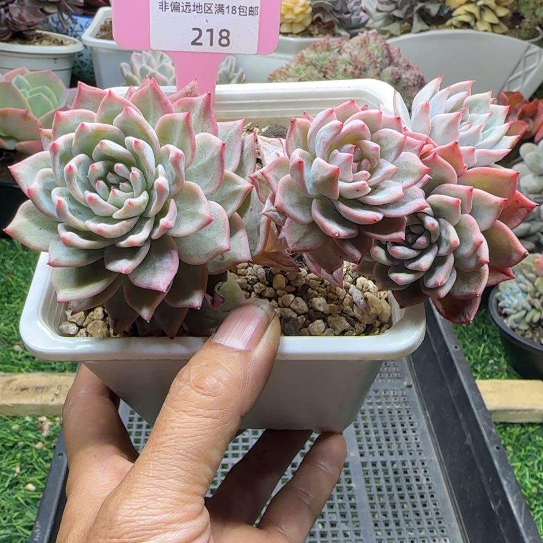 锦安精品多肉植物218