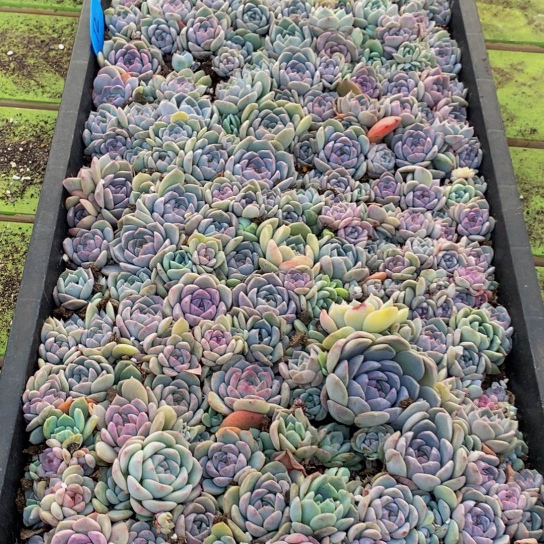 113多肉植物保护研究所所长