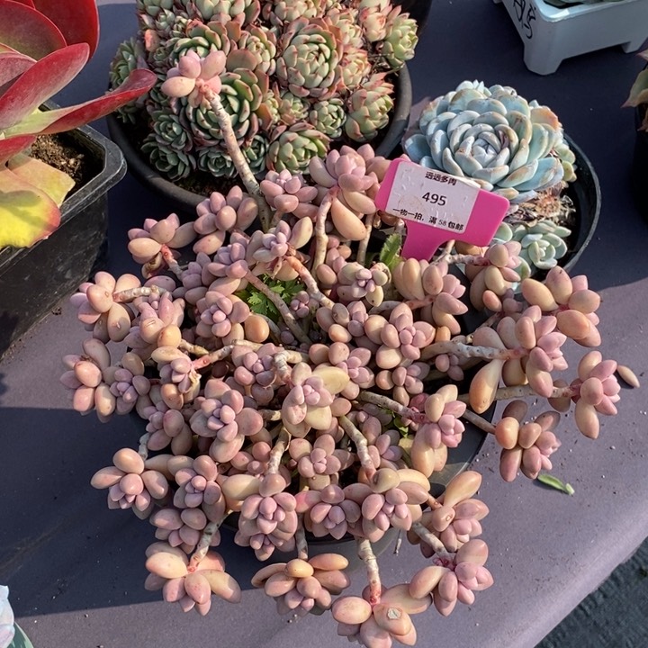 495艾桃肉肉肉肉肉