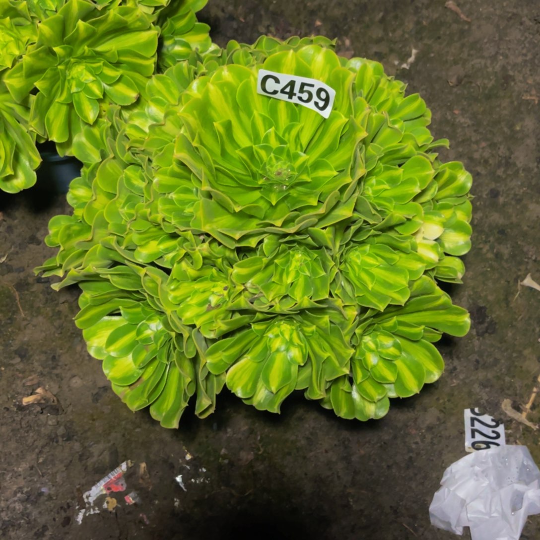 二代翡翠16/////33包邮