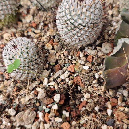 直刺佩雷，实生侧芽自根