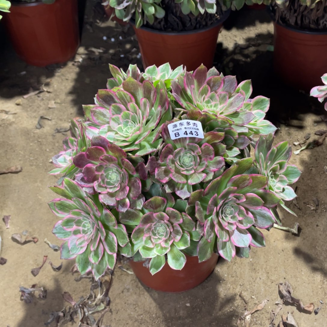 443万变多肉法师断枝不包