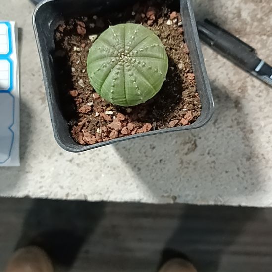 花花世界迷人眼球球好养