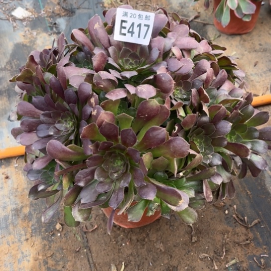 417荷兰玫瑰不包断枝