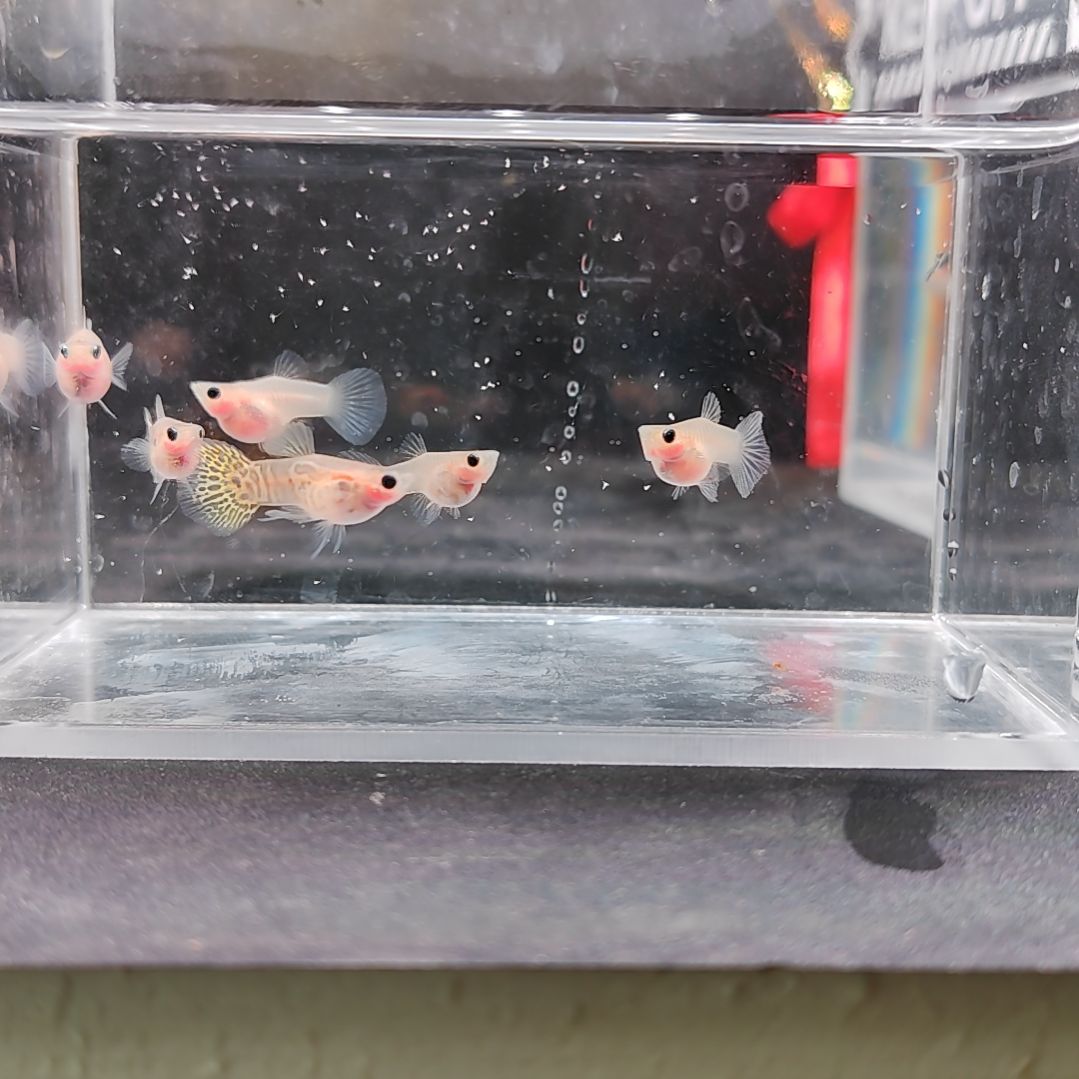 孔雀鱼编号10黄蕾丝玻璃猫