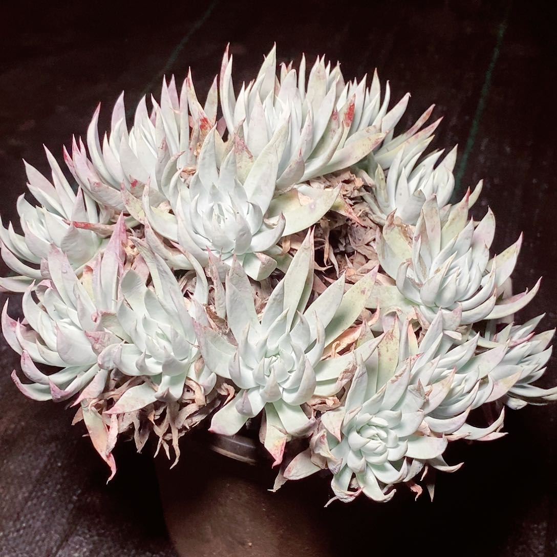 【闪购商品】哈哈哈哈白衣圣徒多肉1622