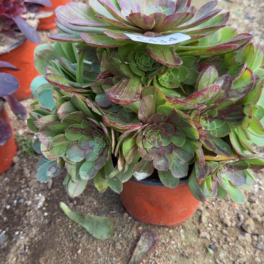 434花月夜。多肉植物