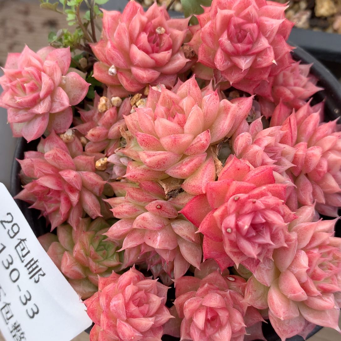 0130-33 女王玫瑰