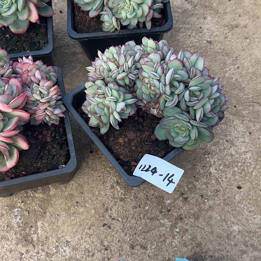 胖****1224-14牡丹亭缀化多肉