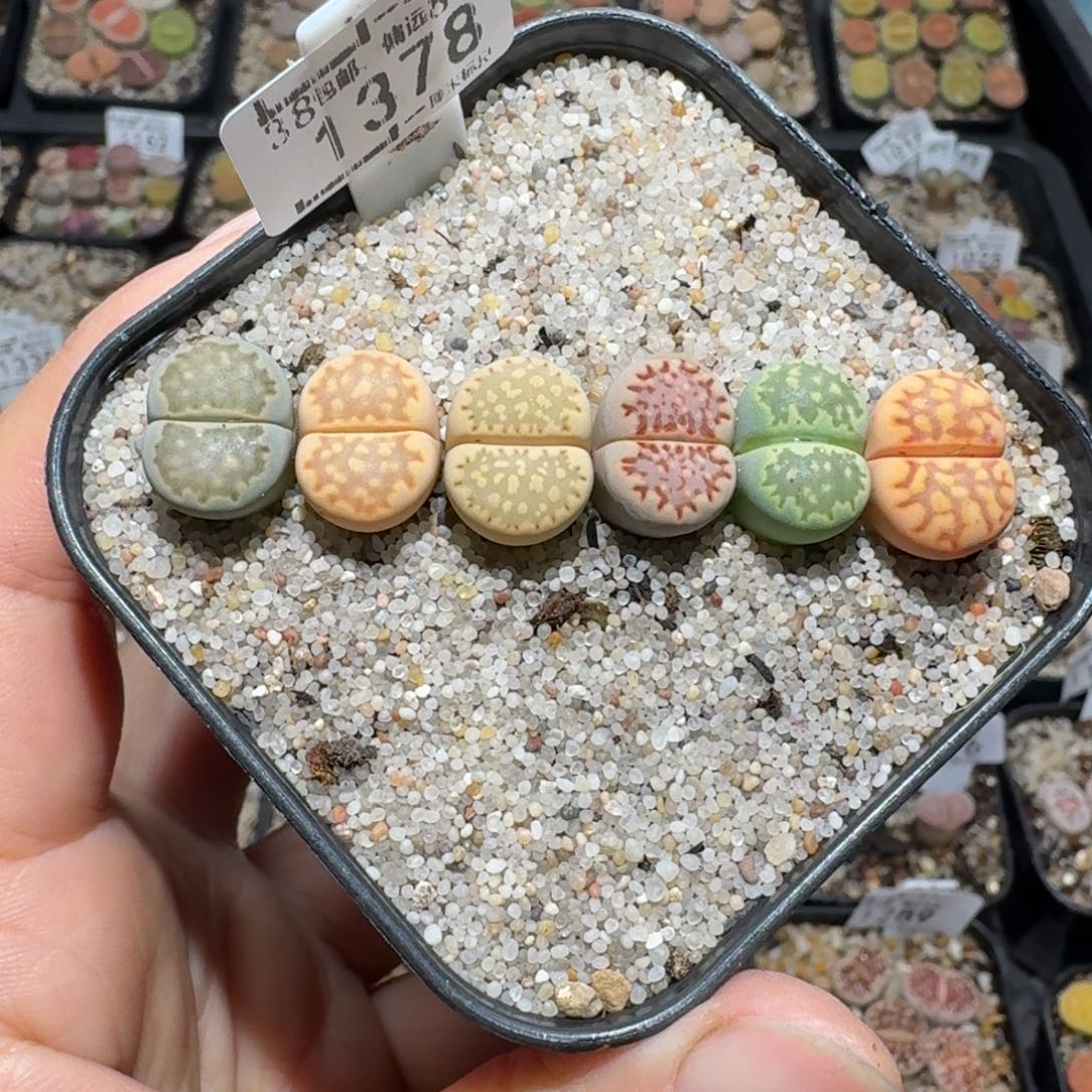 小黄车里捡漏去1378