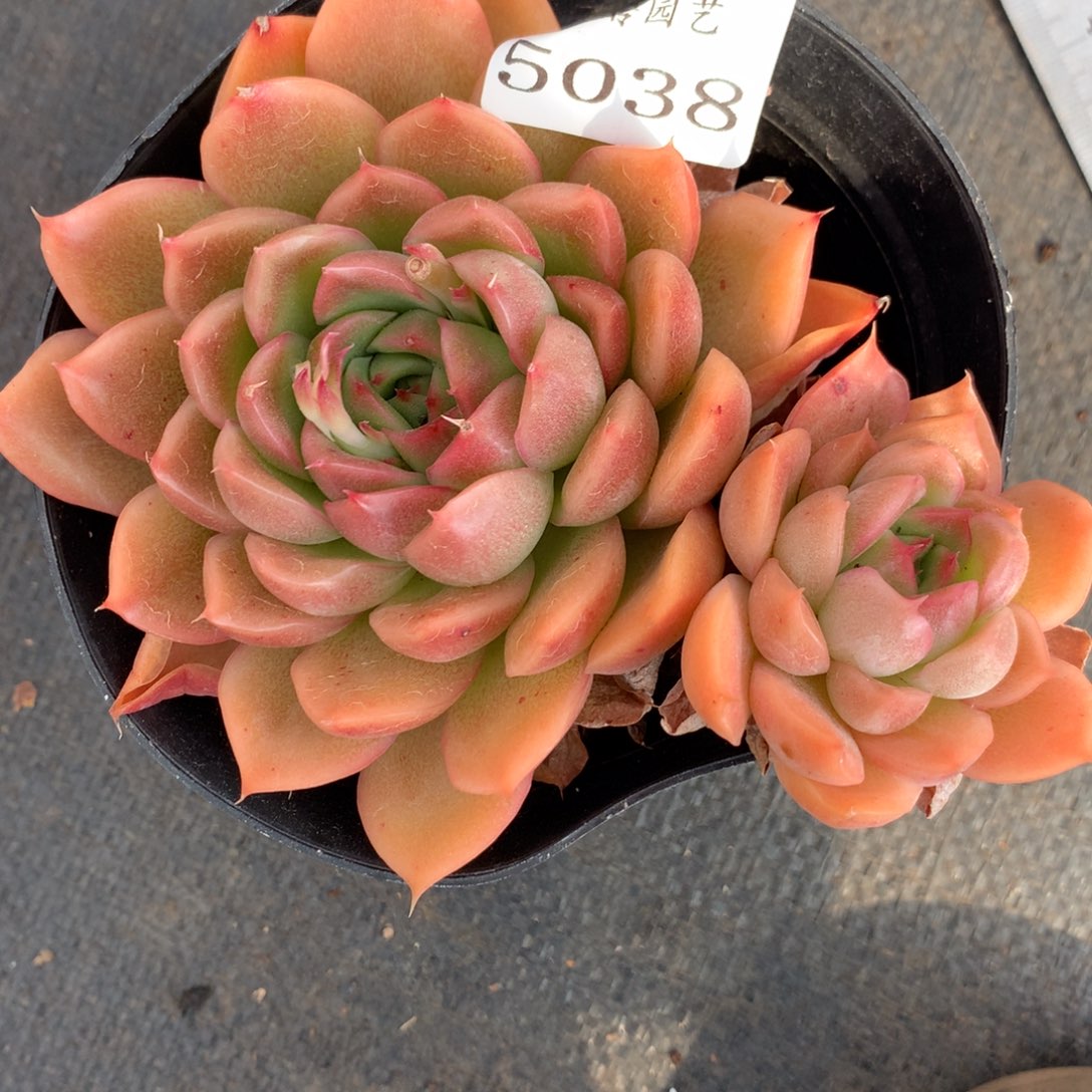 5038杂交精品基地12厘米