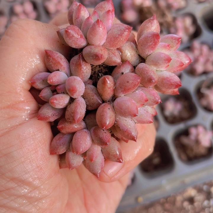 是***?车厘子50颗一组精品多肉