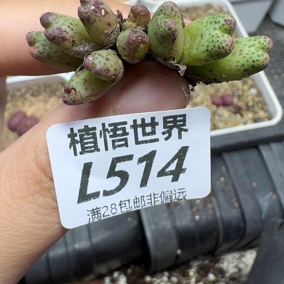 多肉植物多肉植物