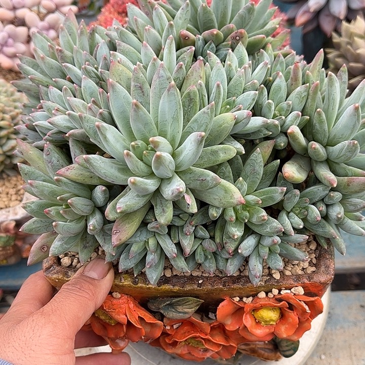 多肉植物一物一拍