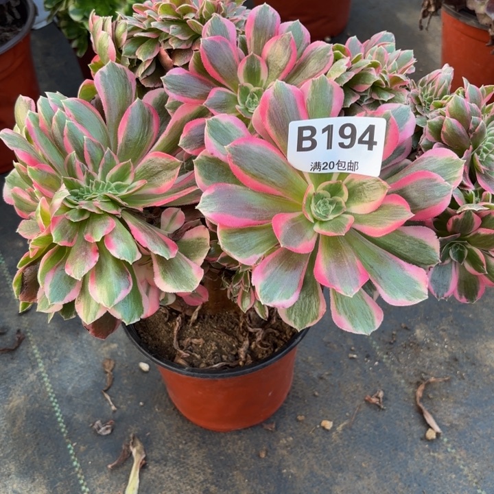 瑞妈，，。。。。194。女郎缀，