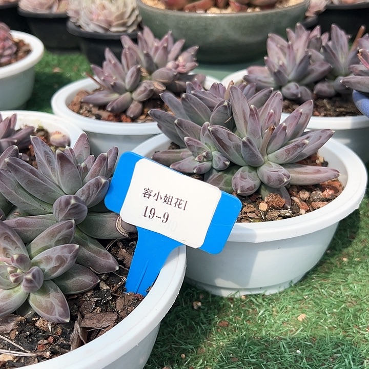 19.9紫体乌拉带盆一个脱土