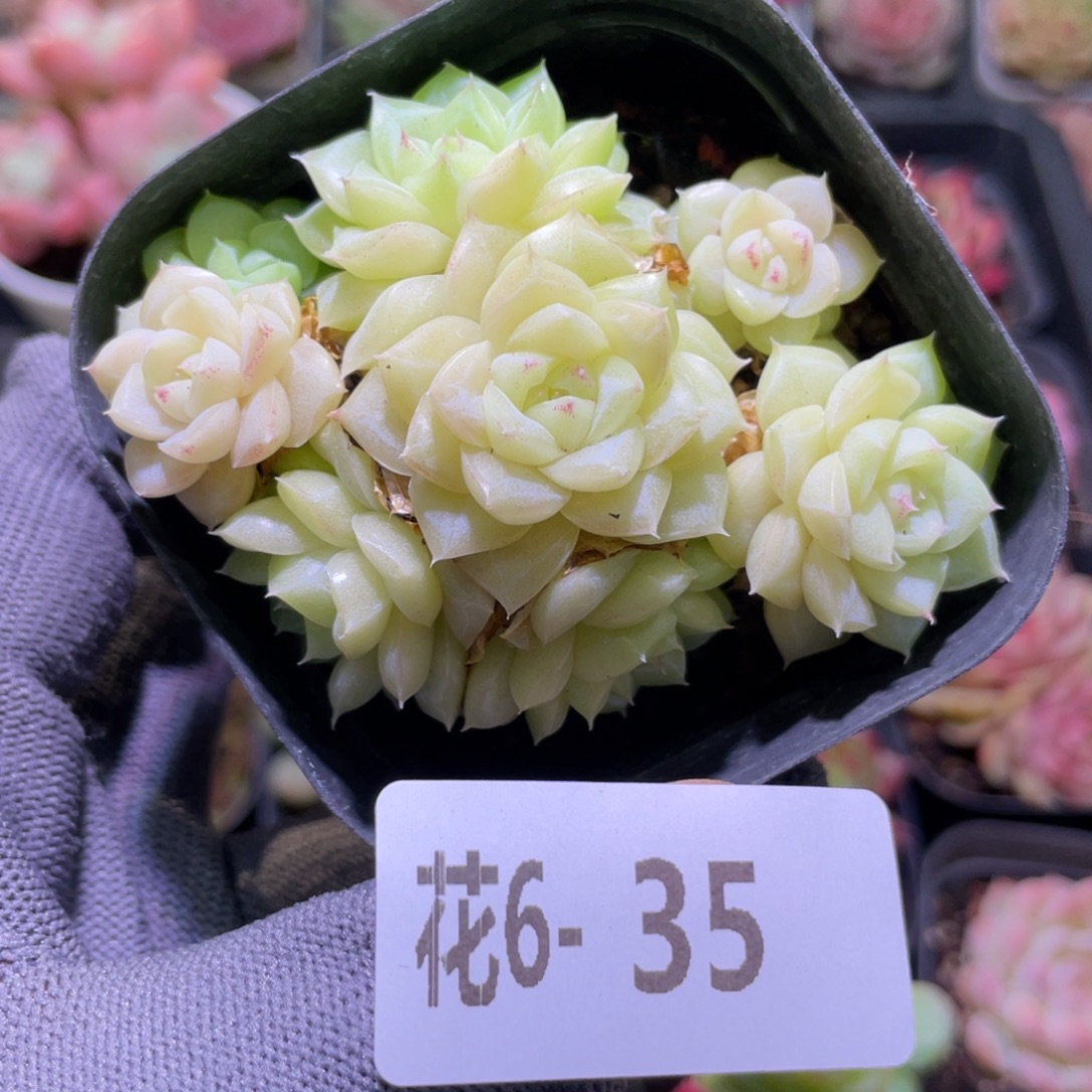 花利美6-35白天鹅 