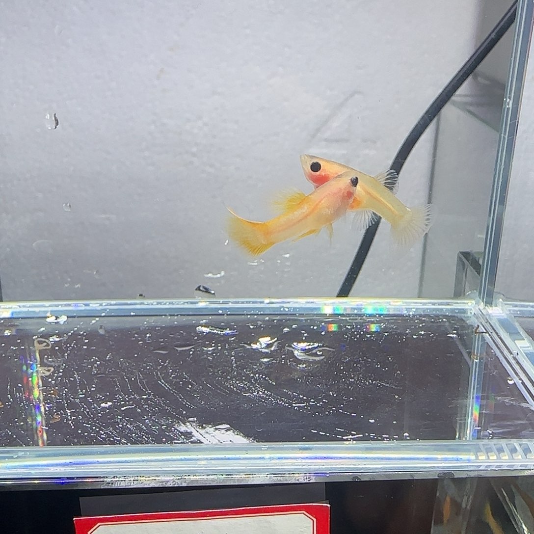 孔雀鱼粉猫幻彩一对