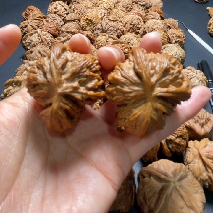 白狮子两棱挂角42尺寸核桃哈哈哈哈哈哈