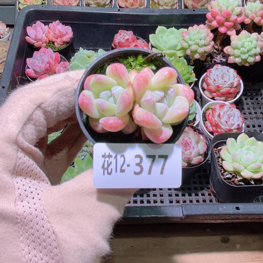 花利美12-377冰玉