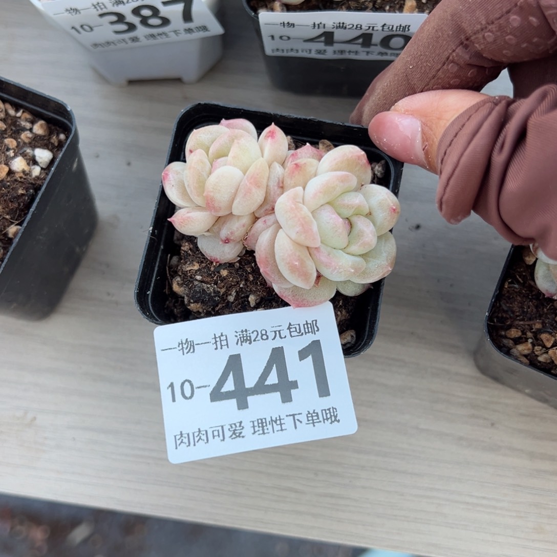 崽***鼓肥冰多肉多肉多肉多肉