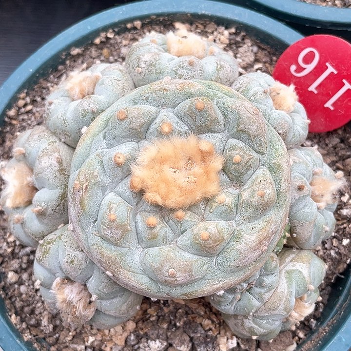 仙人球落地群116