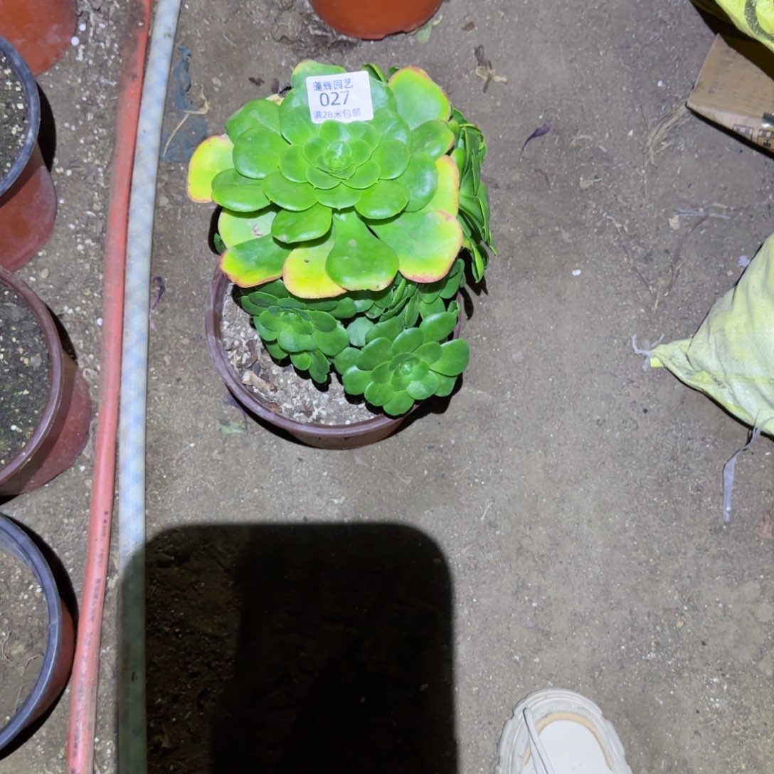 八尺景法师多肉027