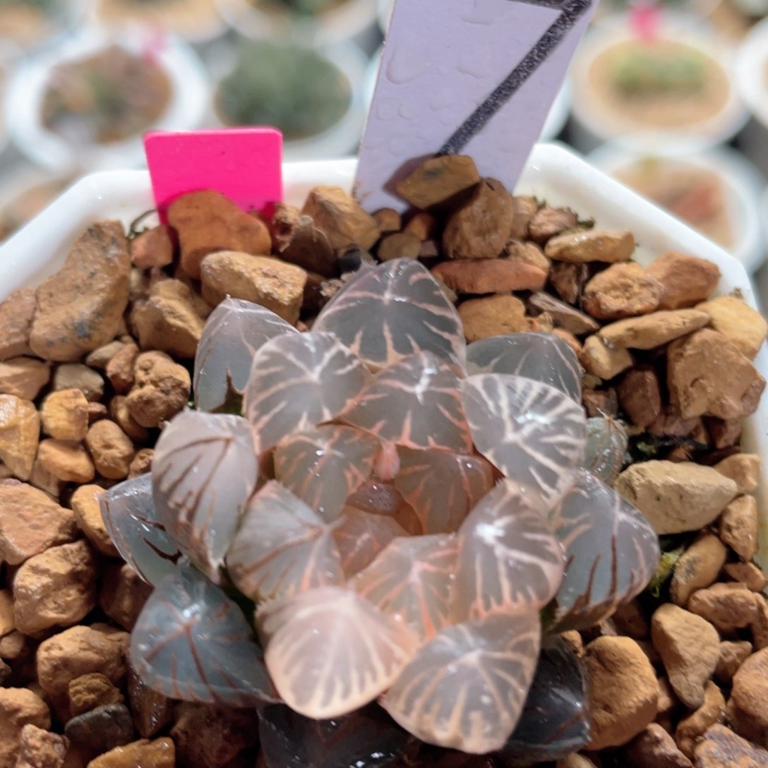 7糊斑玫瑰金龙爪锦。